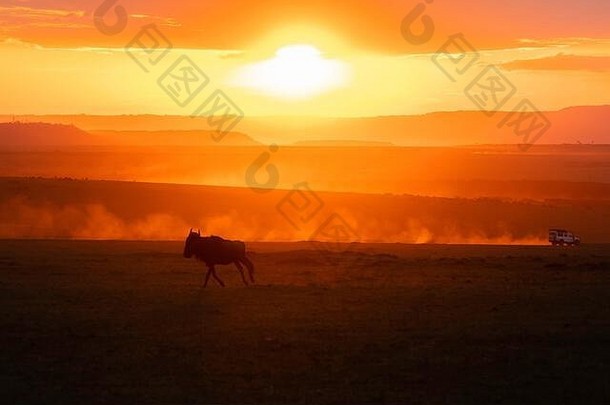 群羚羊的一种运行美丽的日落背景内部马赛玛拉国家储备野生动物Safari