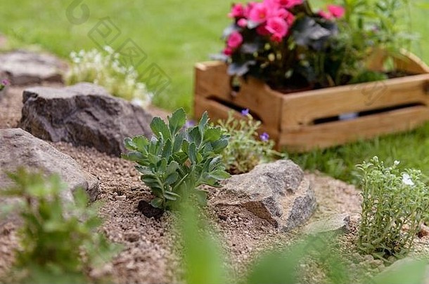 木箱完整的美丽的植物准备好了种植岩石花园Diy园艺放松概念背景