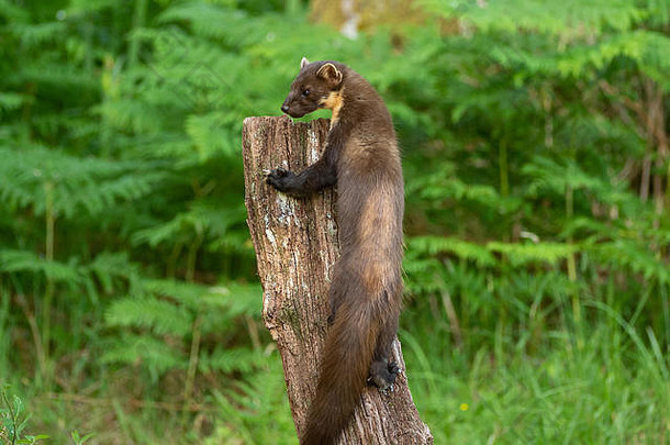 松貂锍锍攀爬树树桩搜索食物莫尔文苏格兰