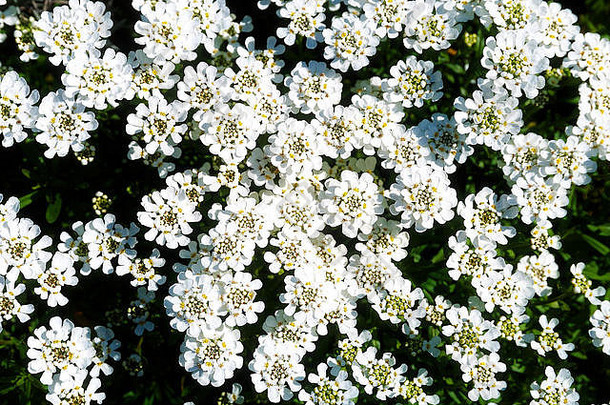 美丽的白色花园花模糊背景