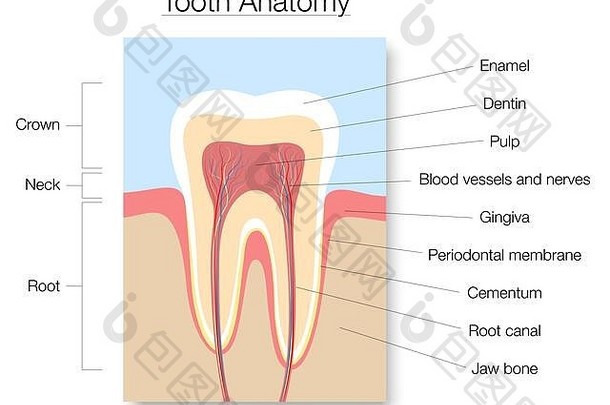 牙解剖学医疗标签交叉部分图表搪瓷牙质纸浆齿龈血船只神经插图白色背景