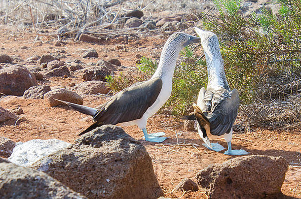 成人<strong>蓝</strong>色的有足的鲣鸟参与交配行为加拉帕戈斯群岛岛厄瓜多尔