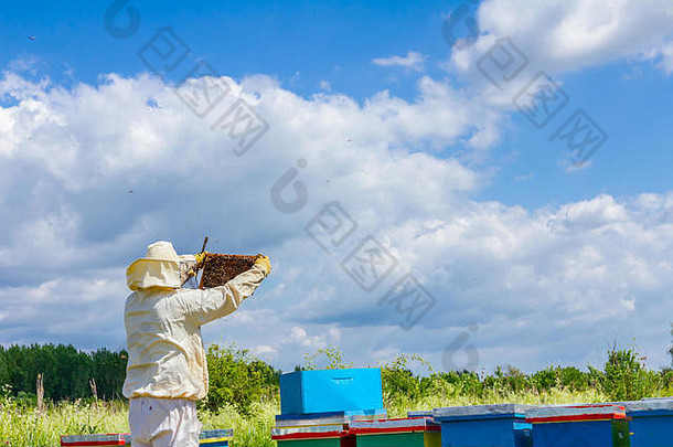 养蜂人持有木框架蜜蜂控制情况蜜蜂殖民地