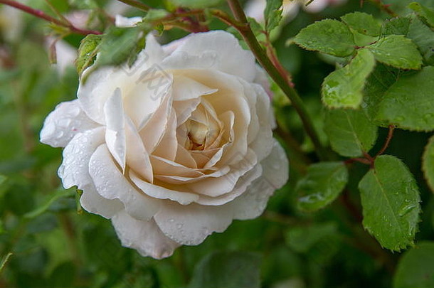 盛开的玫瑰花园阳光明媚的一天大卫奥斯丁玫瑰番红花属玫瑰