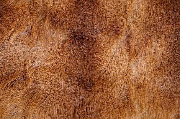 动物皮毛背景纹理毛茸茸的皮毛自然动物野生动物概念风格纹理背景特写镜头完整的框架皮毛外套
