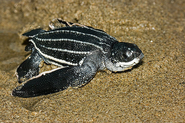 棱皮龟乌龟婴儿dermochelyscoriacea运行海洋结业证书海滩特立尼达拉岛