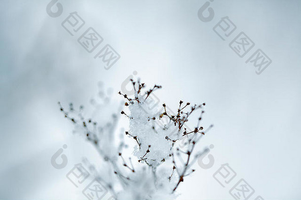 关闭细节拍摄脆弱的嫩枝覆盖冰雪冷冬天一天