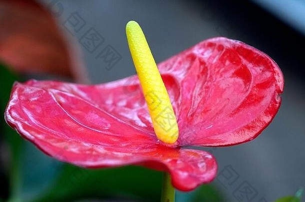 花烛属植物安德里亚努姆红色的布鲁姆黄色的花粉管关闭孤立的花布鲁姆美自然