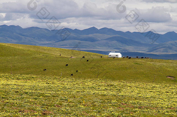 牦牛吃草游牧民族的牧民营青藏高原