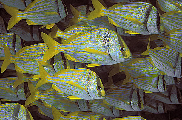 异尖线虫维吉尼库斯porkfish鱼大西洋海洋
