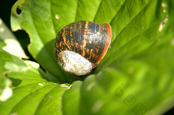 蜗牛hosta叶