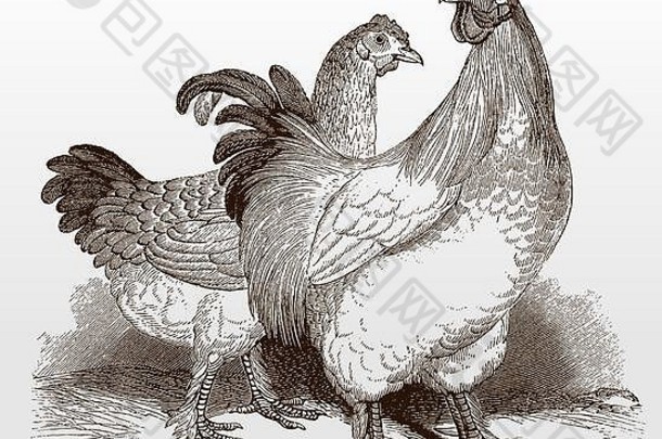 白色科钦旋塞母鸡品种鸡古董插图世纪