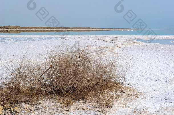 植物盐海岸死海