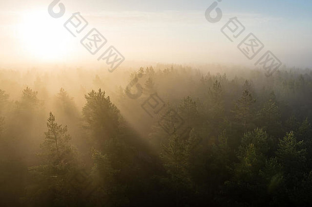 全景视图有雾的森林雄伟的日出树地平线光射线镜头耀斑效果