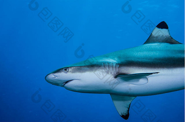 bracktip礁鲨鱼游泳蓝色的鲨鱼潜水眩晕做吧岛密克罗尼西亚