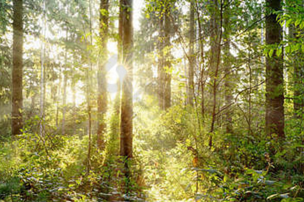 美丽的森林春天明亮的阳光闪亮的树