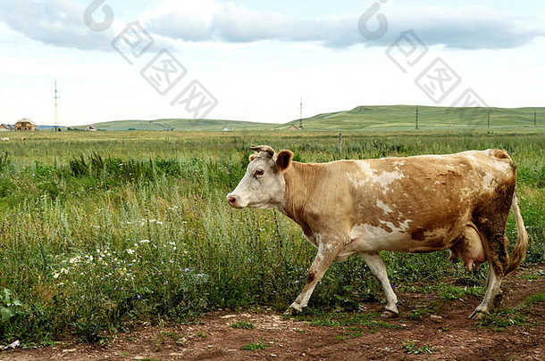 棕色（的）白色牛走边缘场放牧草场