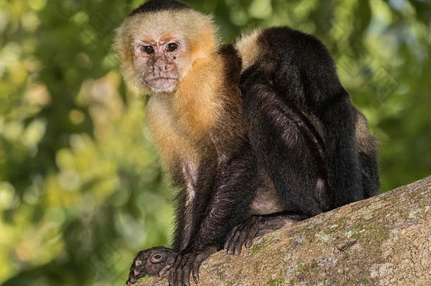 集团受宠的卷尾猴cebus模仿者热带森林科斯塔黎加