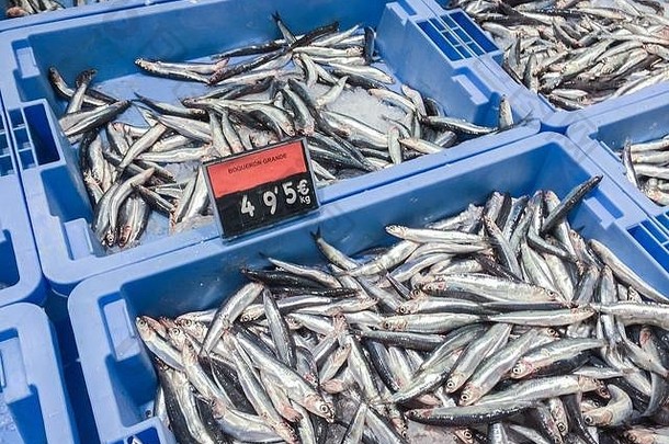新鲜的生鳀鱼鱼冰出售当地的市场伊比沙岛西班牙