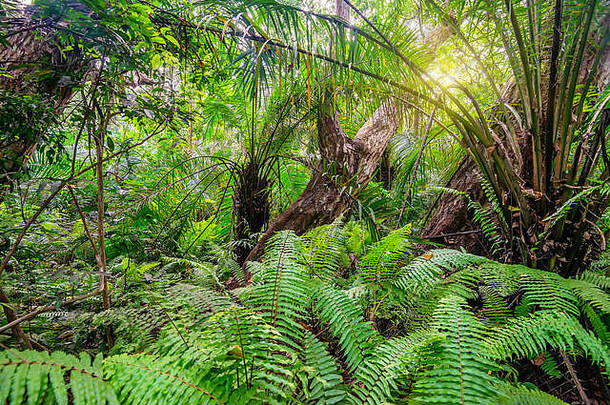 风景优美的视图热带雨林蕨类植物
