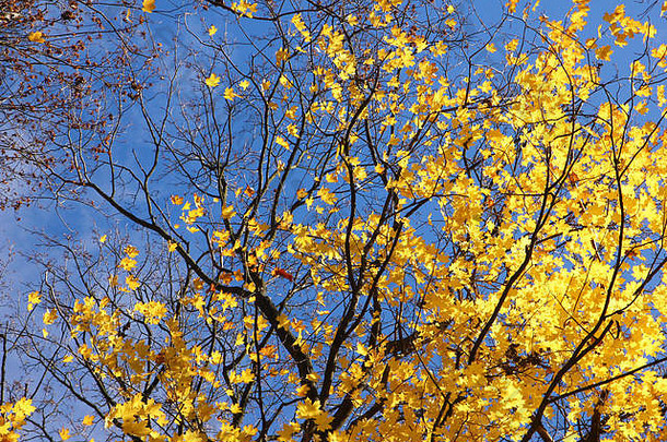 不错的视图秋天自然色彩斑斓的树平静大气