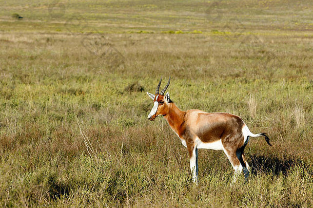 身体bontebokbontebok<strong>中</strong>等大小的一般黑暗棕色（的）羚羊著名的宽白色布拉兹