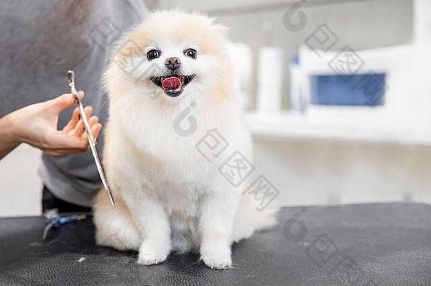 概念理发师动物美容师修剪快乐狗波美拉尼亚的斯帕斯