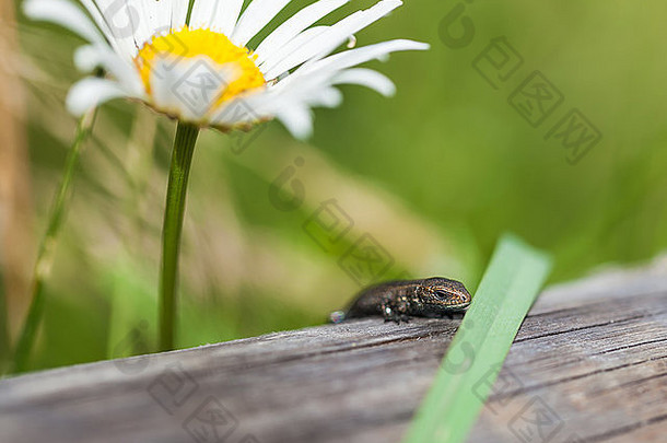 小蜥蜴坐着日志草