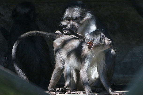 西非洲白冠白眉猴cercocebus阿提斯torquatus月光煤烟熏黑的是白枕鹤高级白领白眉猴