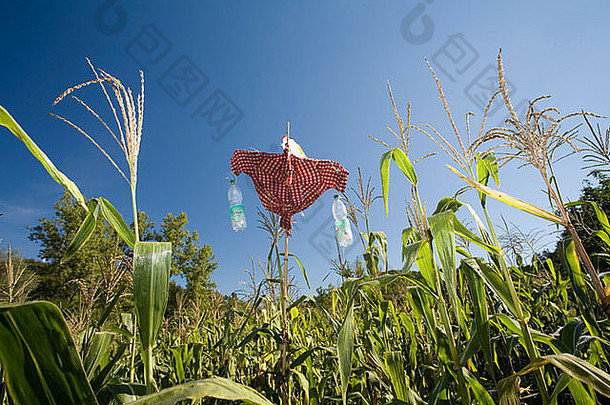 旅行克罗地亚稻草人玉米场beramIstrian阔步克罗地亚