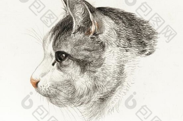 古董猫插图艺术作品