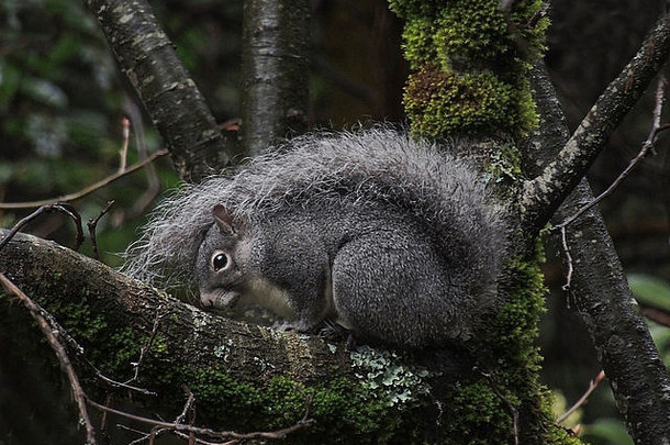 西方灰色的松鼠北美将栖息在树上的啮齿动物住森林塞拉山麓加州