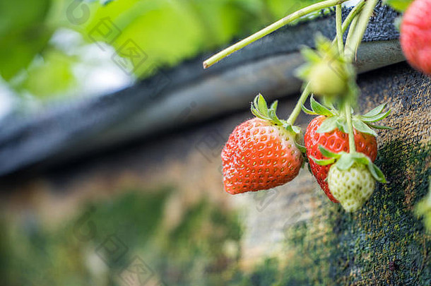 美丽的新鲜的草莓花园概念有机农业关闭宏