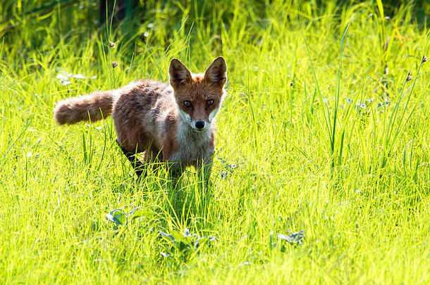 红色的狐狸出现已经日落孟买钩国家野生动物避难所特拉华州美国