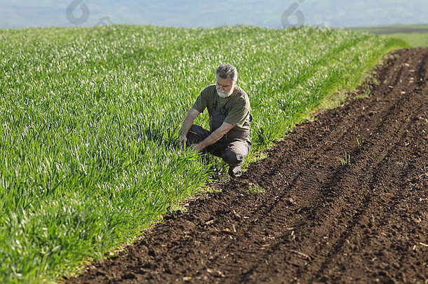 农民农学家检查质量小麦早期春天