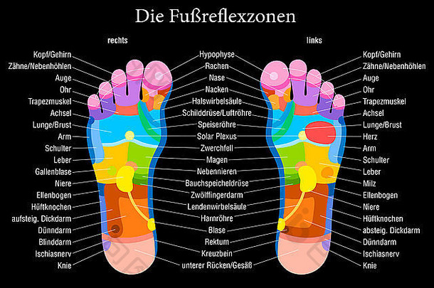 脚反射疗法图表准确的描述德国标签!内部器官身体部分