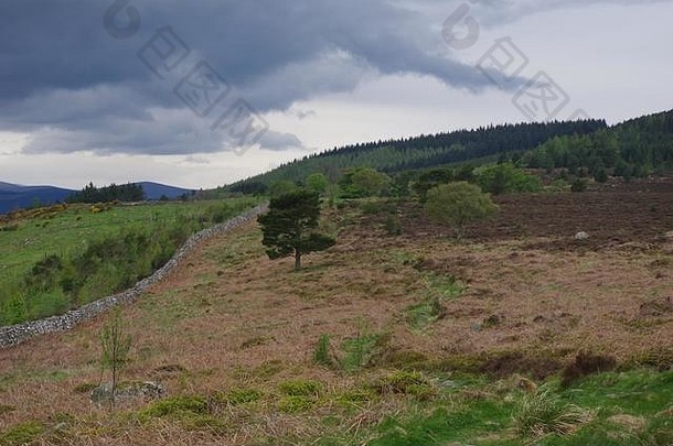 苏格兰人松树松果体结果表明干石头墙喜怒无常的层云天空苏格兰狗山班科里阿伯丁郡苏格兰