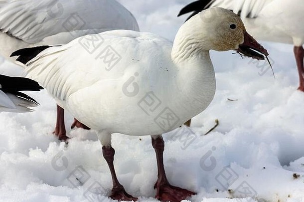 迁移雪鹅吃草雪δ英国哥伦比亚加拿大美丽的白色鸟黑色的翅膀红色的比尔腿