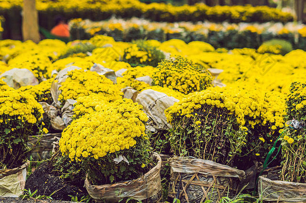 黄色的花荣誉越南一年月球一年花市场中国人一年泰特