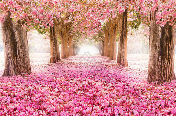 下降花瓣浪漫的隧道粉红色的花树浪漫的开花树自然背景春天季节花背景
