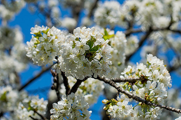 开花分支机构水果树春天开花时间蓝色的天空