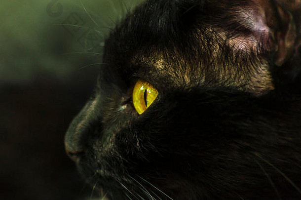 黑色的猫肖像黄色的眼睛