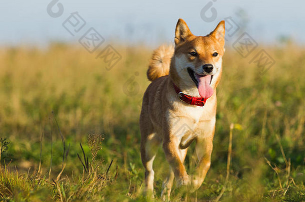 狗日本品种吃犬儒背景草阳光