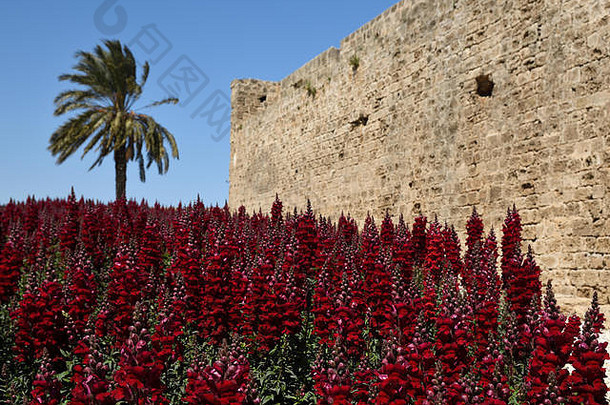 很多红色的剑兰花部分法马古斯塔城市墙背景图片北塞浦路斯