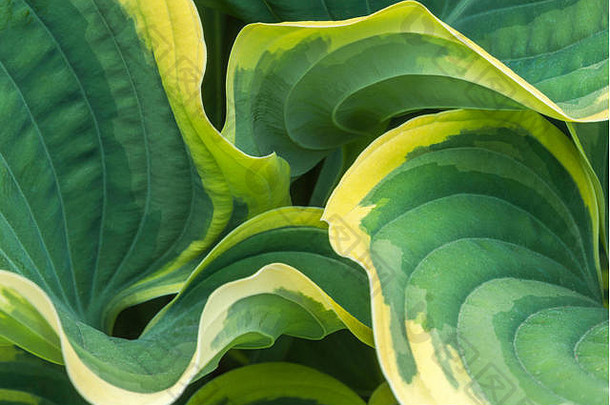 亲密的视图绿色黄色的组合成的hosta叶子vandusen植物花园温哥华英国哥伦比亚加拿大