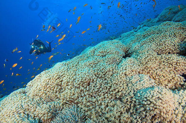 相机男人。潜水潜水员游泳花盆珊瑚角孔珊瑚列纳红色的海沙姆谢赫。西奈半岛半岛埃及