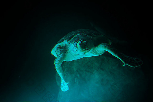 绿色海乌龟游泳水下