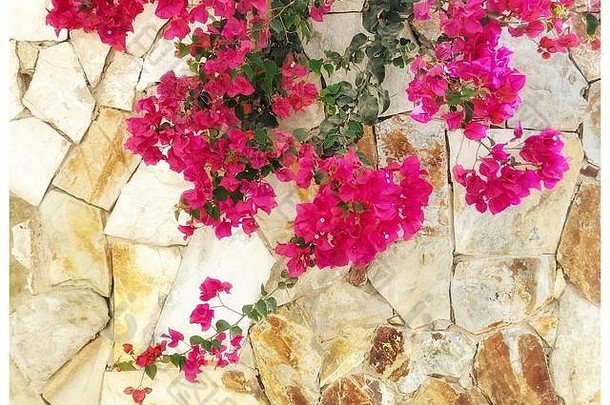 美丽的粉红色的彩色叶子花属挂自然石头<strong>墙</strong>Fuerteventura西班牙