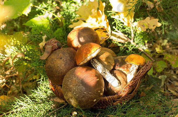 生活蘑菇森林各种蘑菇篮子
