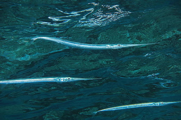 鱼龙骨尾颌针鱼桔梗酮argalus水下水表面太平洋海洋法国波利尼西亚